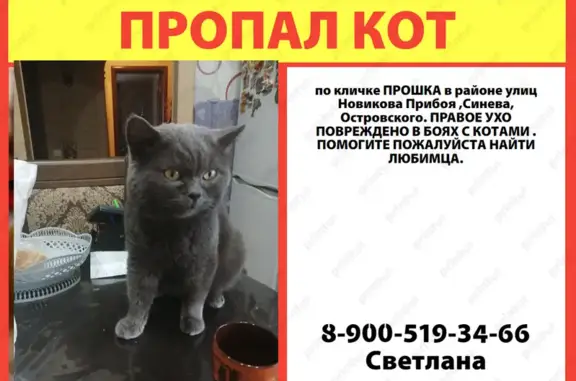 Пропала кошка, ул. Новикова-Прибоя, 36