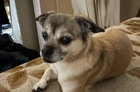 Собаки потеряшки, Пенза, фото: Потеряшка собака, Пилотная ул., 21, Пенза