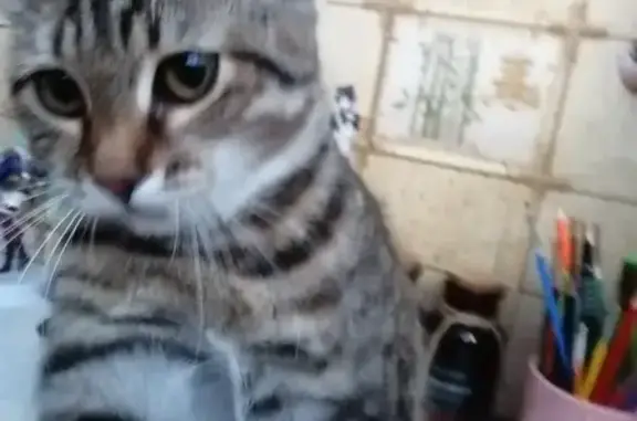 Кошки потеряшки, Васильево, фото: Потеряшка кошка, Привокзальная ул., 18А, Васильево