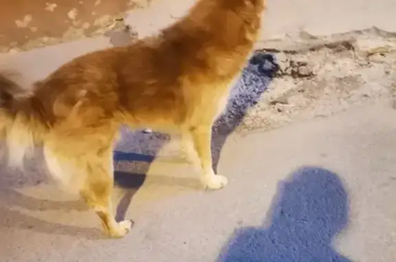 Найдена собака, Советская ул. 17, Тула