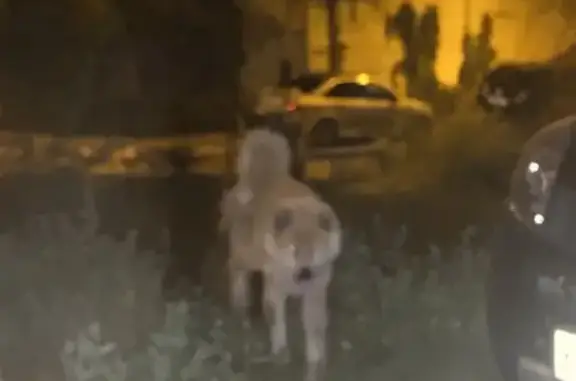 Найдена собака на ул. Перевёрткина, 42, Воронеж