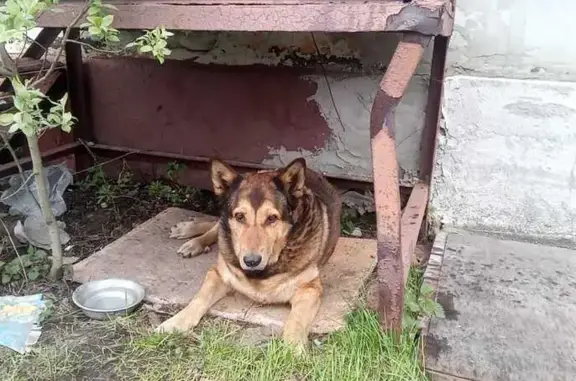 Пропала собака, Свердлова 39 к3, Мурманск