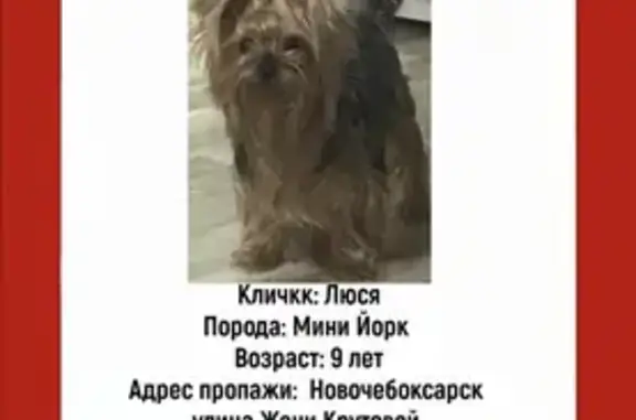 Пропала собака, ул. Ж.Крутовой, 1А, Новочебоксарск
