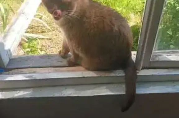 Кошки потеряшки, Сергиево-Посадский городской округ, фото: Потеряшка кошка, Московская обл.