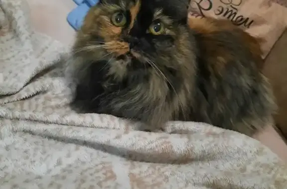 Кошки потеряшки, Сыктывкар, фото: Потеряшка кошка, Красноборская ул, 6