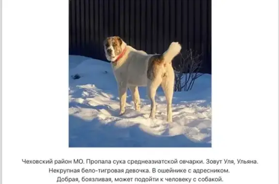 Пропала собака, ул. Дружбы, Чехов