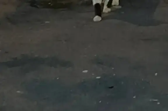 Найдена кошка у д. 21, ул. Декабристов, Москва