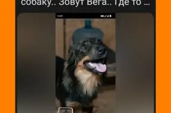 Пропала собака Вега, Новая ул., Красноуральск