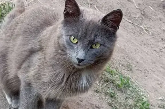 Кошки потеряшки, , фото: Потеряшка кошка, Песчаная ул., Старое Тарбеево