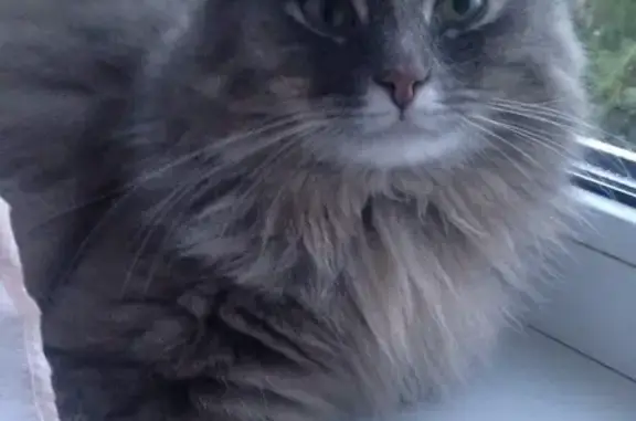 Потерянные животные Великий Новгород, фото: Пропала кошка, ул. Зелинского, Вел. Новгород