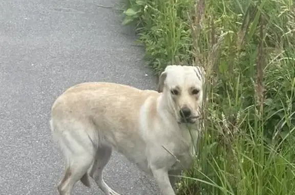 Найдена собака, шоссе Подбельского, 3АВ