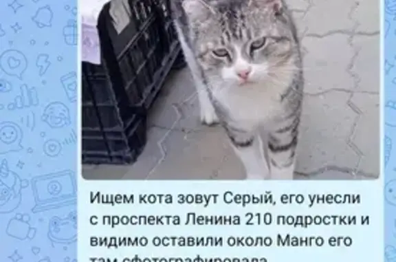 Пропала кошка, пр. Ленина, Арзамас