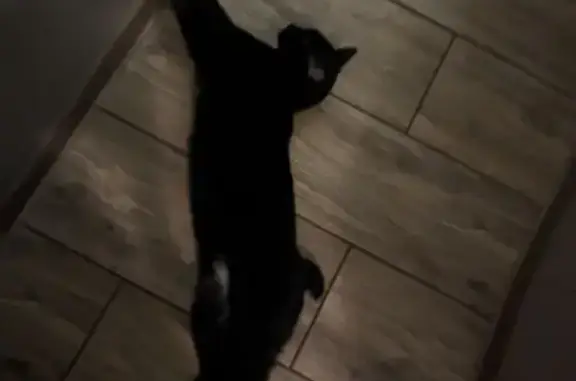 Пропала черная кошка, МО, короткий хвост
