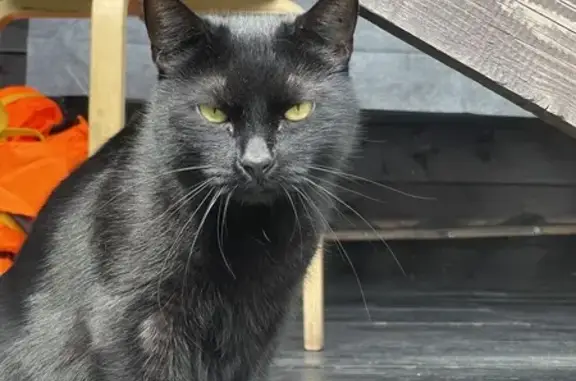 Кошки потеряшки, Ромашкинское, фото: Потеряшка черный кот на базе Вуокса Вирта, 41К-262