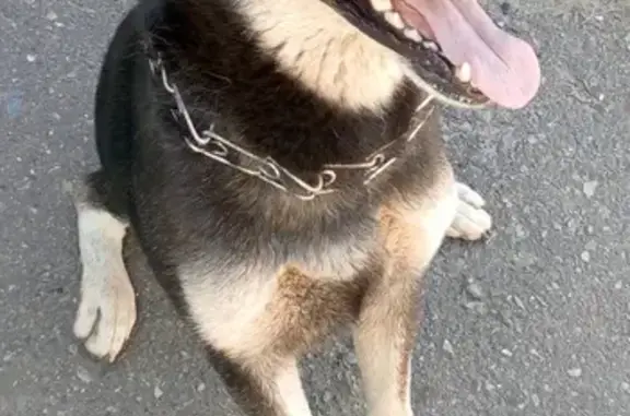 Пропала собака в районе Сосновки, Белгород