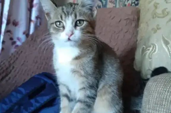 Кошки потеряшки, Черемисское, фото: Потеряшка кошка, Покровская улица, 2