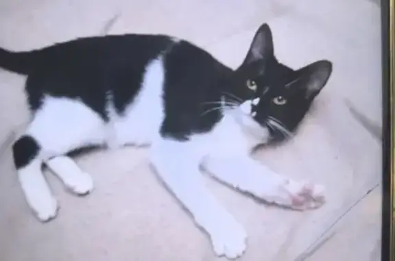 Кошки потеряшки, Санкт-Петербург, фото: Потеряшка кошка, пр. Славы, 10 к5, СПб