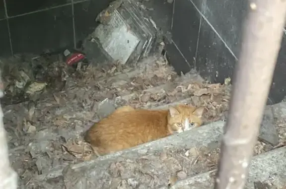 Найдена кошка, бульвар Карбышева 19 к5