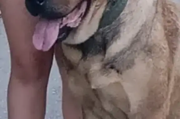 Найдена собака, площадь Победы, Раменское
