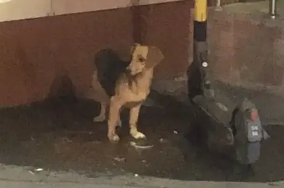 Собака найдена на Мира, 23, Тула