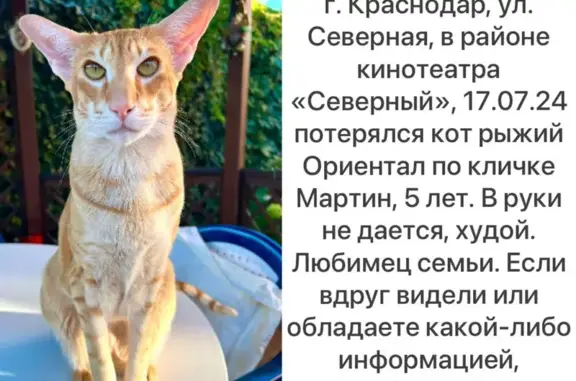 Пропала кошка, Северная ул., Краснодар