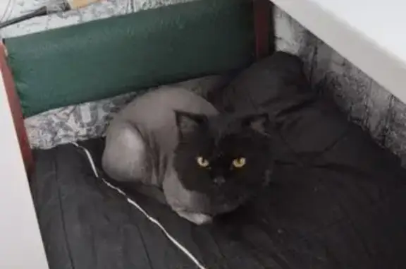 Пропала кошка в Богатырево, Чувашия