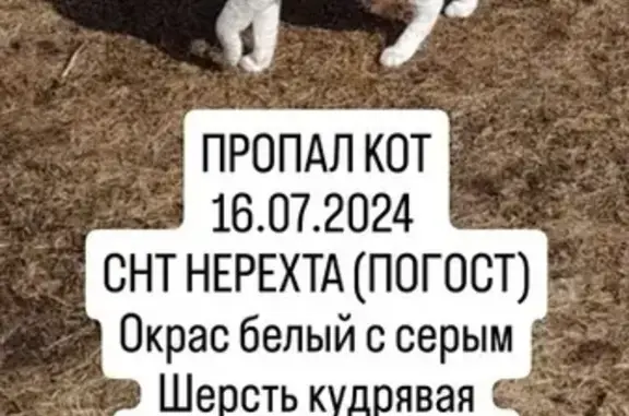 Пропала кошка в СНТ Нерехта, Ковров