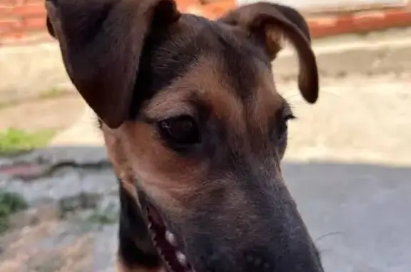 Найдена собака на Красной 106, Краснодар