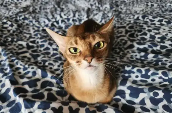 Объявления о пропавших и найденных животных, Ардонь, фото: Пропала абиссинская кошка, Северная ул., Ардонь