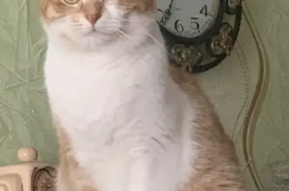 Кошки потеряшки, , фото: Потеряшка рыже-белый кот, 7 Ноября, 23