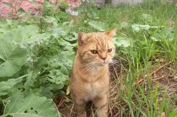 Найден кот, 2-й Малиновый пер., 5А, Курск