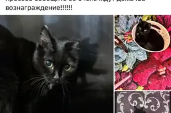 Пропала кошка на ул. Максима Горького, Анжеро-Судженск