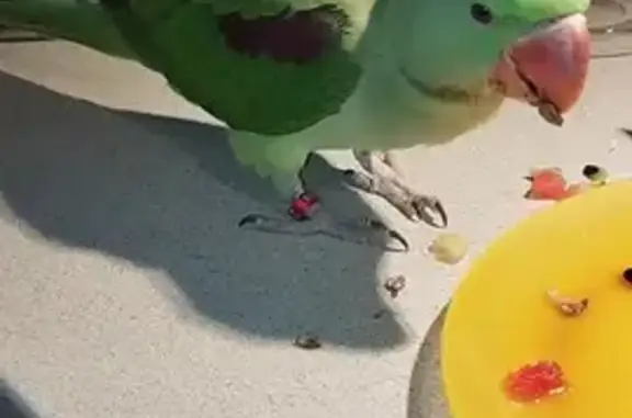 Объявления о пропавших и найденных животных, , фото: Пропал попугай Лелик, Массандра, Романовское шоссе