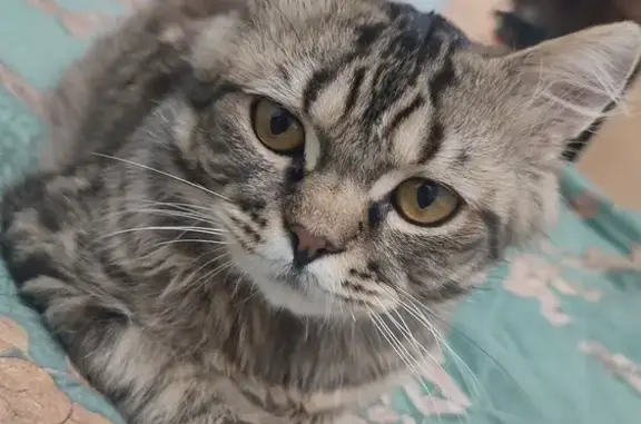 Кошки потеряшки, Москва, фото: Потеряшка кошка, ул. Газопровод, 3 к1, Москва