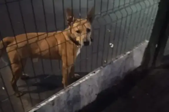 Найдена собака, Комсомольский проспект, Люберцы