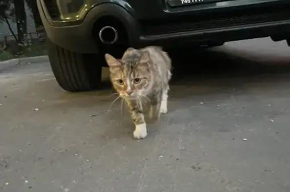 Найдена кошка, Инициативная ул., 5 к2, Москва