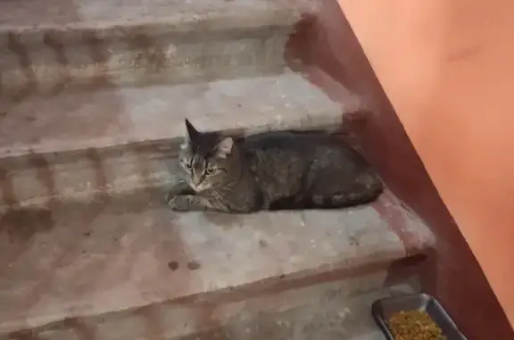 Найдена кошка, Шпалерная ул., 11, СПб