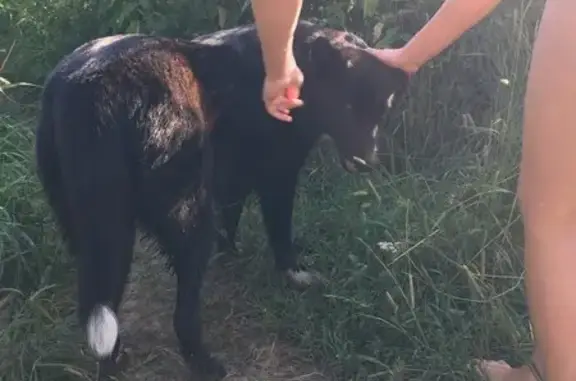 Найдена собака, Охотино, фото: Собака найдена: Охотино, Центральная 29