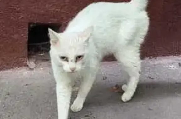 Найдена кошка: Чугунные Ворота, 5 к2 с2, Москва