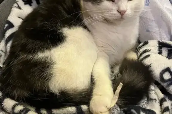 Кошки потеряшки, Орёл, фото: Потеряшка кот, Приборостроительная ул., 58, Орёл