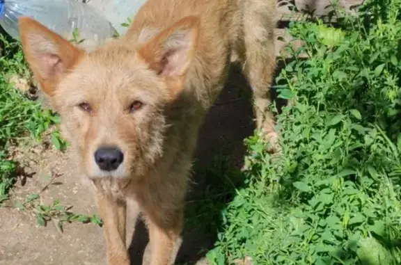 Собаки потеряшки, , фото: Потеряшка собака, Псковская ул. 56, Великий Новгород