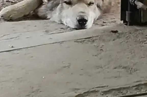 Найдена собака, Оранжерейная ул., 53, Ангарск