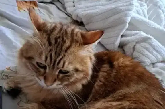 Кошки потеряшки, Тамбов, фото: Потеряшка кошка Алекс, Степная/Колхозная 1а