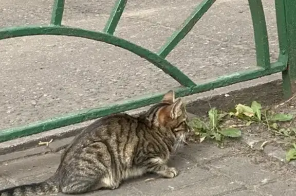 Найдена кошка, проспект Ленина, Балашиха