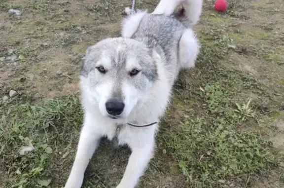 Найдена собака в Кипенском поселении