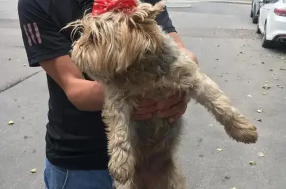 Найдена собака: Краснопутиловская ул, 69