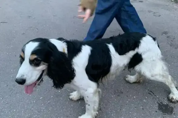 Найдена собака на Касимовской, Родники