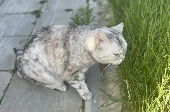 Пропала кошка, Нижегородская ул., 60, Саров