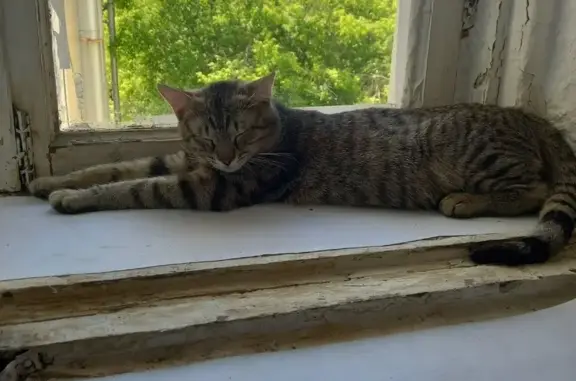 Кошки потеряшки, Санкт-Петербург, фото: Потеряшка кошка на Большом проспекте В.О., 44