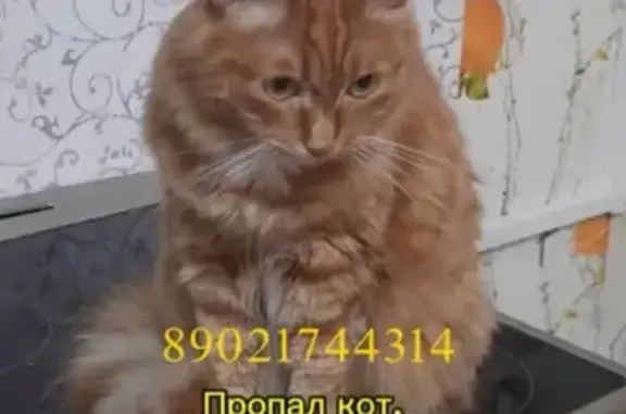 Пропала кошка в Черемхово, Иркутская обл.